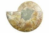 Cut & Polished Ammonite Fossil (Half) - Madagascar #347531-1